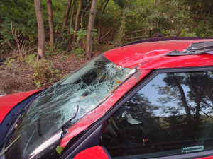 Na tento automobil spadl strom