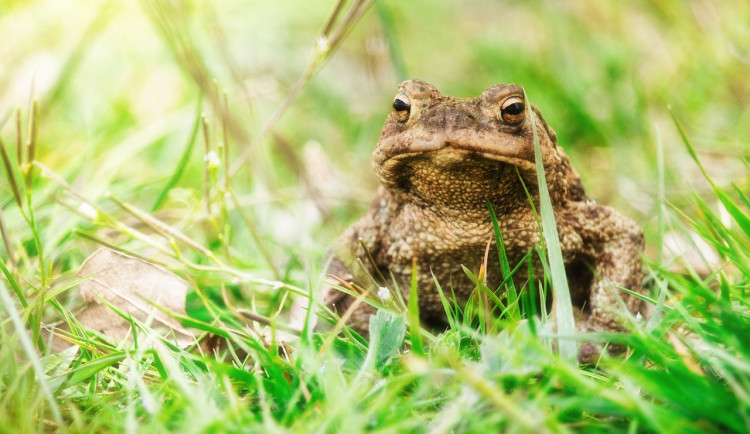 U solární elektrárny na Sokolovsku bude žít vzácná ropucha krátkonohá