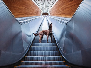 Jablonecká fotografka Denisa Zbranková Albaniová uspěla v prestižní soutěži. Nikdy nemáte jistotu, že vaše plány vyjdou, říká o focení zvířat