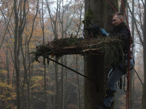 Experti přesunuli hnízdo čápa černého do bezpečnější lokality, starou poškodila vichřice