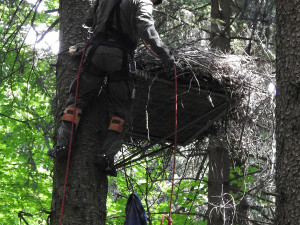 Experti přesunuli hnízdo čápa černého do bezpečnější lokality, starou poškodila vichřice