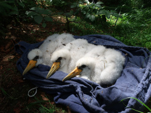 Experti přesunuli hnízdo čápa černého do bezpečnější lokality, starou poškodila vichřice