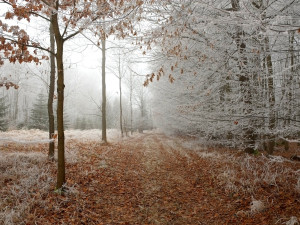 Teploty nad 15 stupňů vystřídá o víkendu ochlazení se sněhem