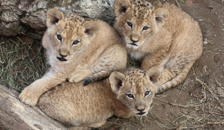 VIDEO: V hodonínské zoo se prohánějí tři nová lvíčata. Návštěvníci už je mohou vidět
