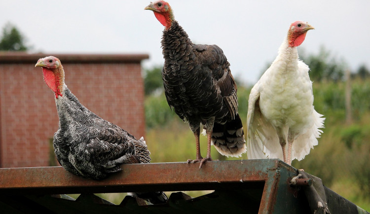 V chovu na Brněnsku veterináři potvrdili ptačí chřipku. Dvanáct tisíc krůt zlikvidují hasiči, pomohou vězni