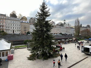 Vánoční strom v Karlových Varech se rozsvítí o první adventní neděli