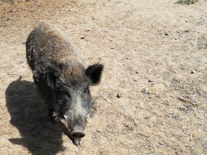 Myslivci v Chodově začali s odstřelem přemnožených divočáků