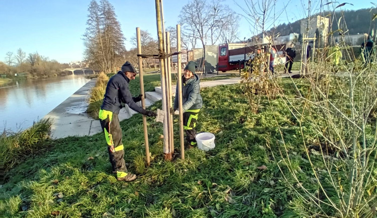 Správci lesů a parků natírají stromy speciální nátěrem proti bobrům