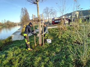 Správci lesů a parků natírají stromy speciální nátěrem proti bobrům