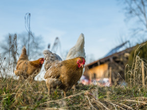 V Karlovarském kraji byla potvrzena dvě ohniska ptačí chřipky v malochovech