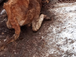 Uhynulý kůň a další zvířata na pokraji smrti, situace šokovala i zkušeného zvířecího záchranáře