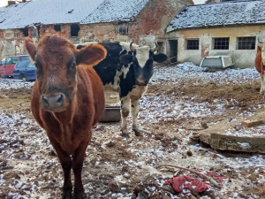 Uhynulý kůň a další zvířata na pokraji smrti, situace šokovala i zkušeného zvířecího záchranáře