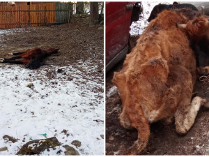 Uhynulý kůň a další zvířata na pokraji smrti, situace šokovala i zkušeného zvířecího záchranáře