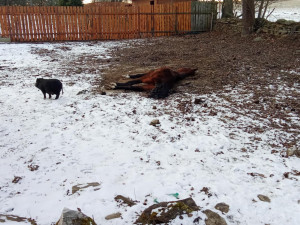 Autoři petice požadují odvolání ředitelky veterinární správy, poslední kapkou byl případ otřesného týrání zvířat