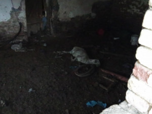 Autoři petice požadují odvolání ředitelky veterinární správy, poslední kapkou byl případ otřesného týrání zvířat