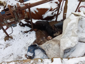 Autoři petice požadují odvolání ředitelky veterinární správy, poslední kapkou byl případ otřesného týrání zvířat