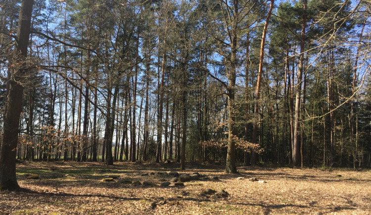 Kraj podpoří úpravy mohylového pohřebiště z doby bronzové nedaleko Františkových Lázní