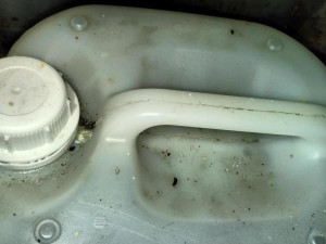 Mrtvá myš ve skladu restaurace a všude kolem bobky, inspektoři uložili provozovateli částečný zákaz