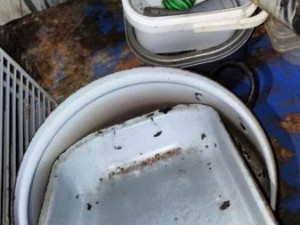 Mrtvá myš ve skladu restaurace a všude kolem bobky, inspektoři uložili provozovateli částečný zákaz