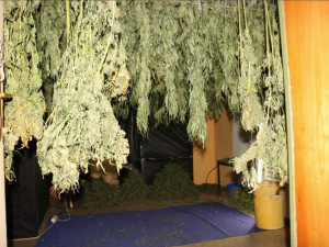 Kriminalisté odhalili na Chebsku pěstírnu konopí, našli tam metrové rostliny a desítky kilo usušené marihuany