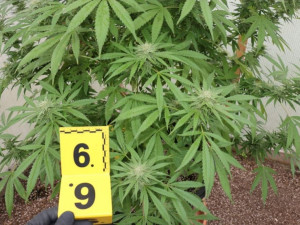 Kriminalisté odhalili na Chebsku pěstírnu konopí, našli tam metrové rostliny a desítky kilo usušené marihuany