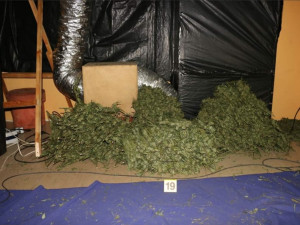 Kriminalisté odhalili na Chebsku pěstírnu konopí, našli tam metrové rostliny a desítky kilo usušené marihuany