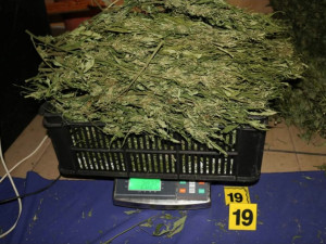 Kriminalisté odhalili na Chebsku pěstírnu konopí, našli tam metrové rostliny a desítky kilo usušené marihuany