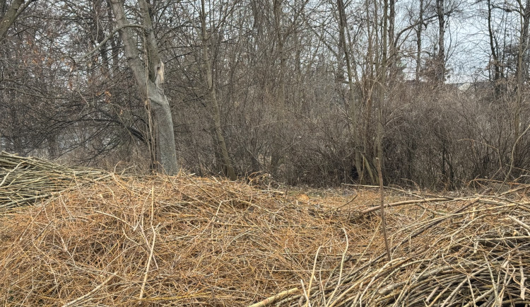 Karlovy Vary začaly s přípravou nové zahrádkářské kolonie za 25 milionů korun