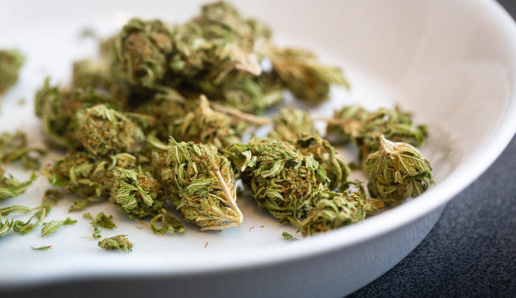 Od dubna mohou praktici předepsat pacientům se silnou bolestí léčebné konopí