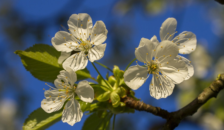 V Česku se v týdnu vyjasní a teploty porostou, na víkend se opět ochladí
