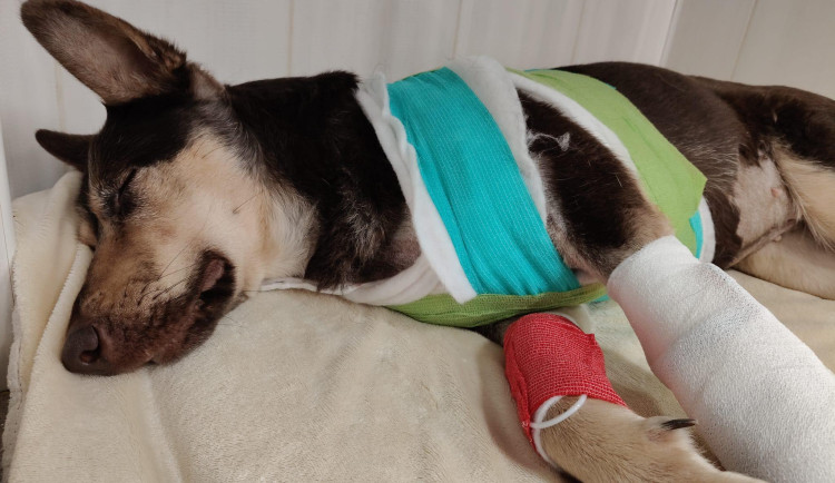 Policista postřelil v Praze psa, podle neziskovky bezdůvodně. Jen se bránil, říká policie