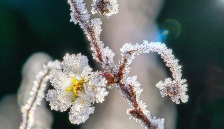 Do Česka míří arktický vzduch, úroda meruněk je opět v ohrožení