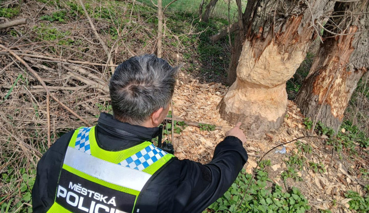Bobři v Sedlci poškodili stromy, kvůli riziku pádu zasahovali strážníci i hasiči