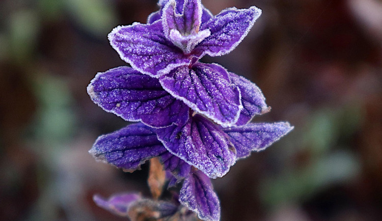V Karlovarském kraji klesly dnes ráno teploty až k minus deseti stupňům Celsia