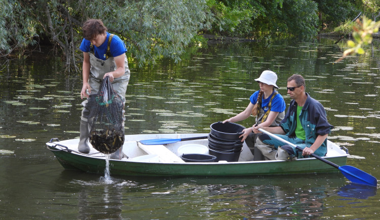 Sumeček černý je hrozbou ekosystémů. Brněnští vědci monitorují jeho výskyt