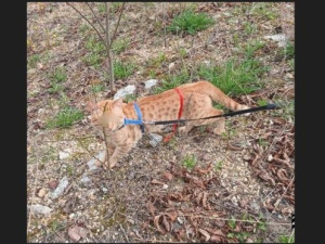 Kocour způsobil chovatelce ošklivé zranění, když se ho snažila umístit do boxu