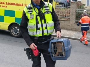 Kocour způsobil chovatelce ošklivé zranění, když se ho snažila umístit do boxu