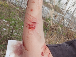 Kocour způsobil chovatelce ošklivé zranění, když se ho snažila umístit do boxu