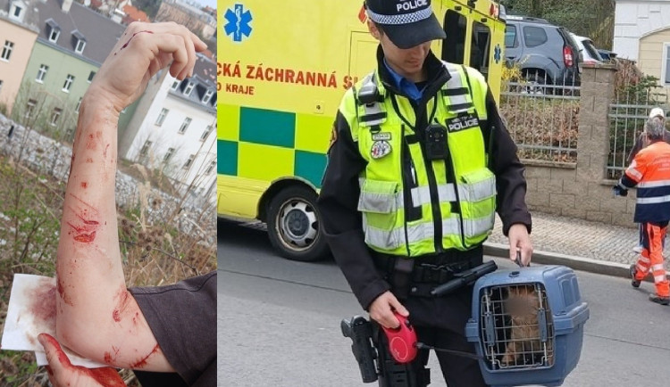 Kocour způsobil chovatelce ošklivé zranění, když se ho snažila umístit do boxu