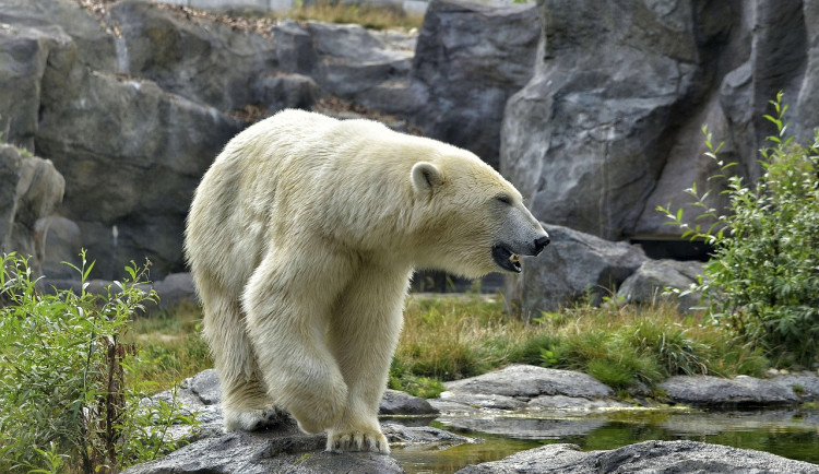 Lední medvědi budou mít větší výběh. Brněnská zoo se pouští do jeho úprav