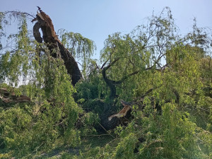 V Karlových Varech se rozpadla staletá Tuhnická vrba