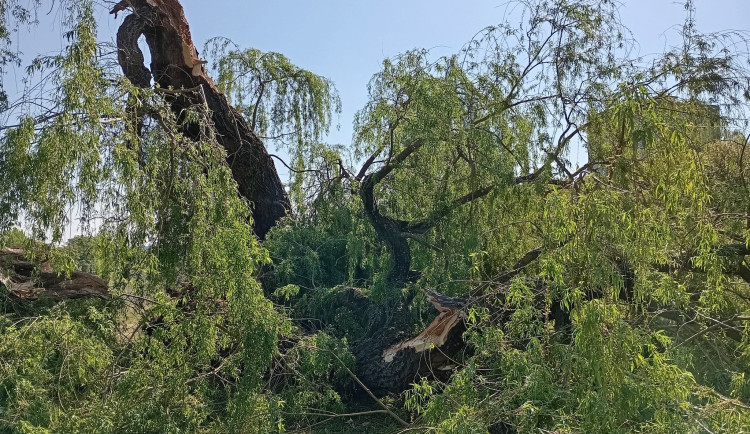 V Karlových Varech se rozpadla staletá Tuhnická vrba
