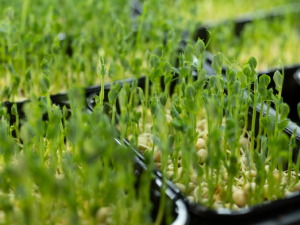 Přihlas se do soutěže Regionální potravina Karlovarského kraje