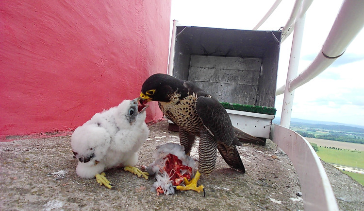 V Temelíně se vylíhla mláďata kriticky ohroženého sokola. Jmenují se Klaudie, Žofie, Vanesa a Viola