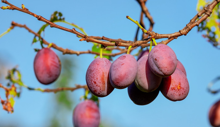 Bude letos dostatek slivovice? Na Hané chybí srážky, úroda ovoce může být slabší