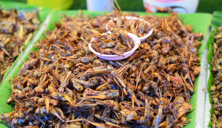 Je libo cvrčky nebo červíky? Přerov pořádá první ročník gastronomického festivalu