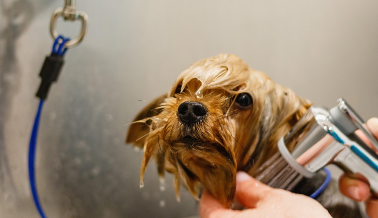 Azyl v Hradci vylepšuje servis pro chlupáče: nový salon, ordinace i zóna psí pohody