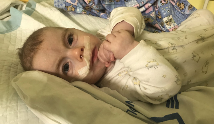 Samík z Vamberka bojuje s těžkou nemocí. Léčba stojí tisíce měsíčně a pojišťovna nepomáhá