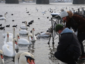 Experti sčítali zimující vodní ptáky v centru Prahy