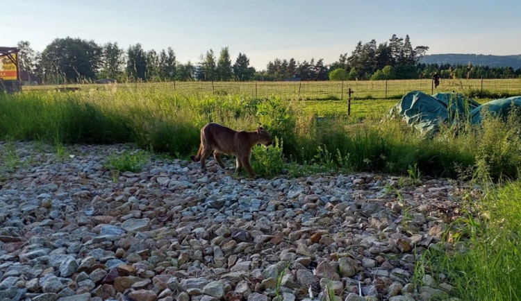 Šelmu u Josefova odchytili po několika dávkách uspávacího prostředku.
